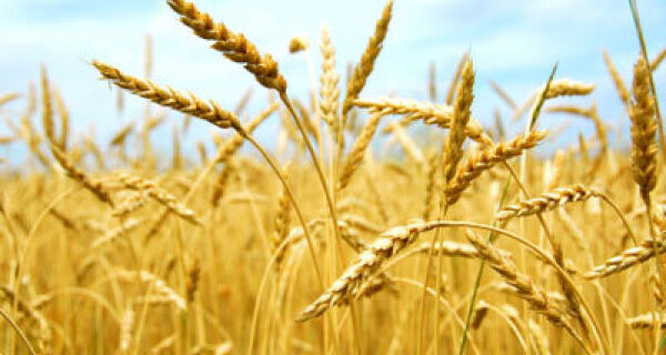 Técnicos avaliam safra brasileira de trigo