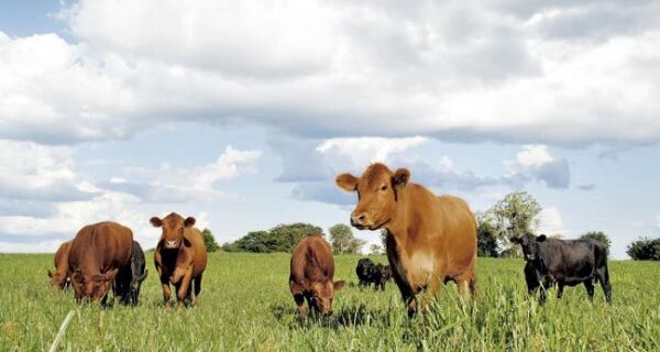 Carne da raça angus vai para hambúrguer do McDonalds