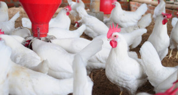 Exportações de frango do Brasil crescem 12,1% em novembro