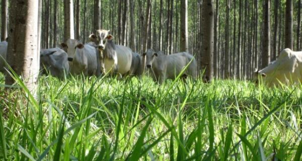 Integração lavoura-pecuária-floresta, um caso de sucesso