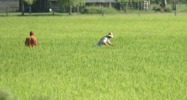 Produtores rurais devem antecipar compra de fertilizantes em 2012