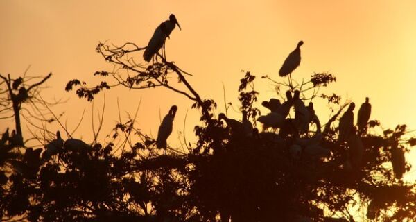Estrada Parque é opção prática e barata para conhecer Pantanal em MS