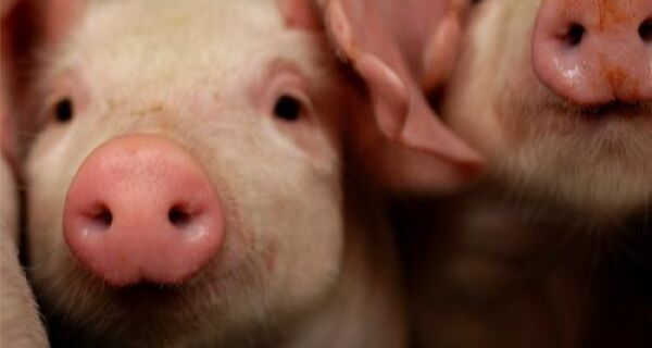 Transporte interfere na qualidade da carne suína
