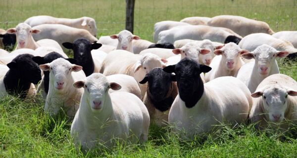 Programa pretende sensibilizar 750 produtores de ovinos em Mato Grosso do Sul 