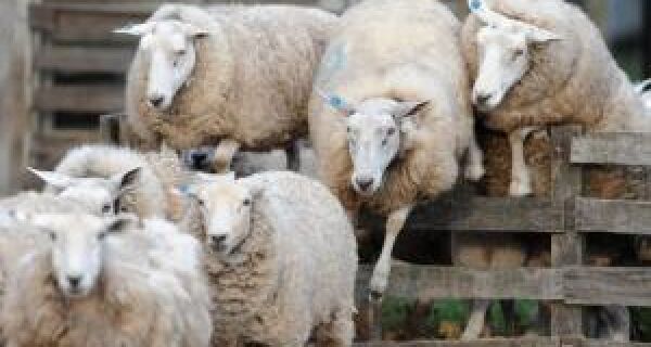 Proposta equipara incidência de PIS e Cofins para ovinos, caprinos e bovinos