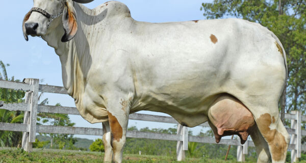 Incubadora genética melhora produção bovina
