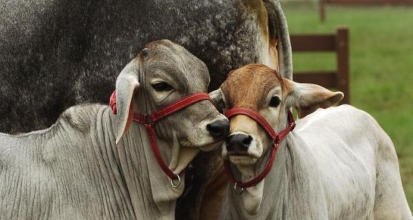 Raça guzerá chama atenção pela rusticidade e a dupla aptidão comprovada