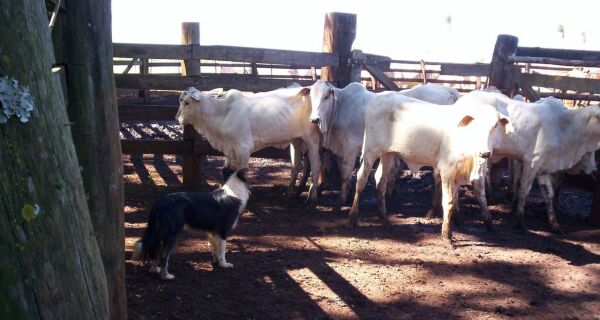 Border collie é boa opção para pastoreio