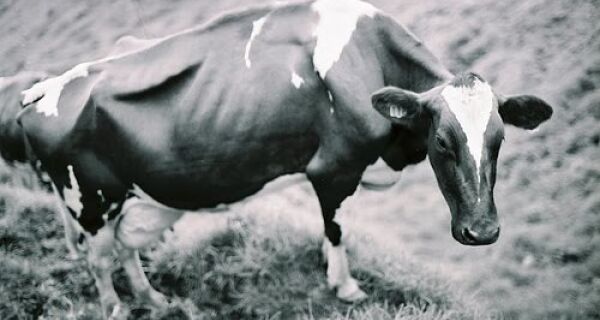 Brasil poderá avançar no status da doença da Vaca Louca