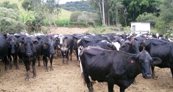 Gado girolando é responsável por 80% da produção de leite no Brasil