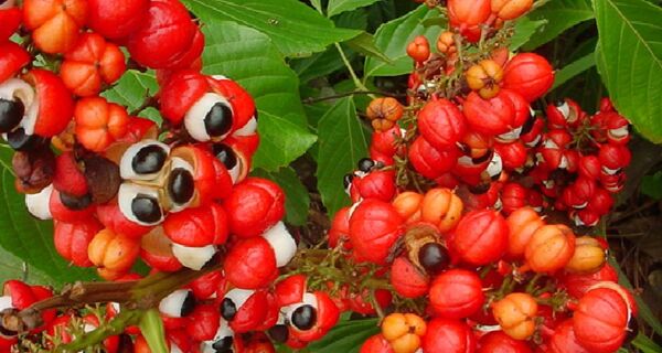 Novas cultivares da Embrapa estimulam a produção de guaraná no Brasil