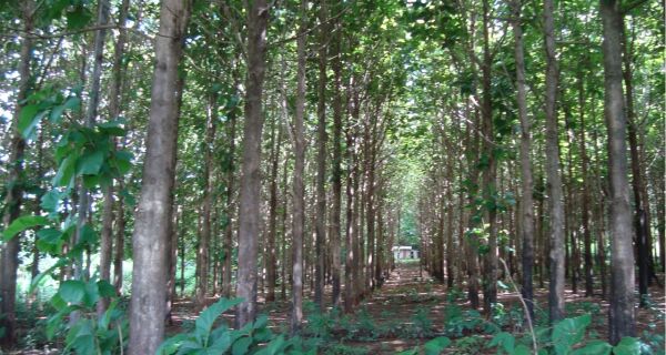 Logística favorece plantio de florestas em Costa Rica/MS