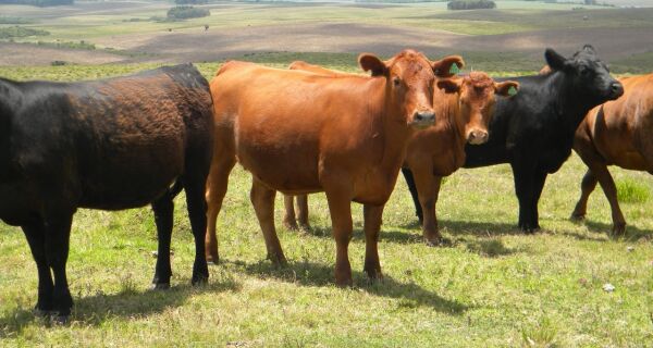 Pecuaristas apostam no cruzamento do gado na busca pela melhor raça