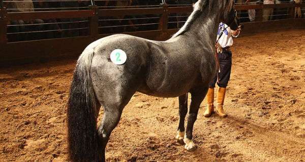 Leilão registra novo recorde de preço para cavalos da raça crioula