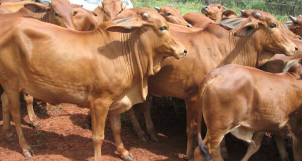 Produtores de MT vendem gado fora do Estado em busca de melhores preços