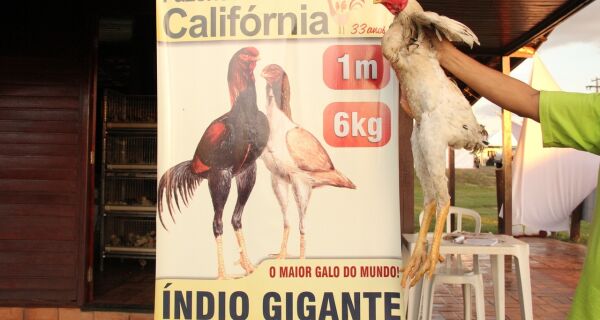 Maior galo do mundo chega na capital e é atração na Expogrande