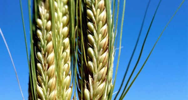 Governo anuncia R$ 430 mi para a comercialização do trigo