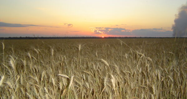 Ministro da Agricultura libera R$ 3 bi para a safra de trigo no Sul do país
