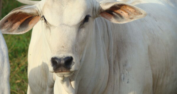 Exportação de carne bovina brasileira diminui no acumulado até abril
