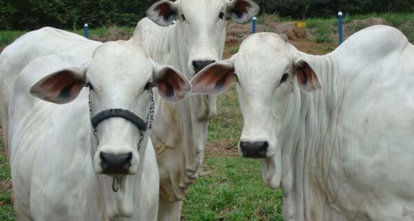 Castração de bovinos com vacina é opção para pecuaristas brasileiros