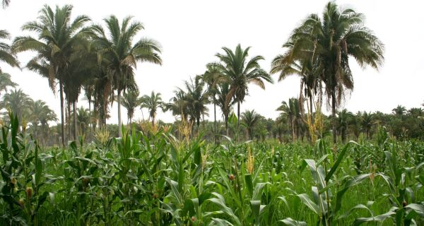 Safrinha volumosa no Brasil pode derrubar preços do milho