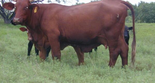 De origem norte-americana, raça Santa Gertrudis cresce no Brasil