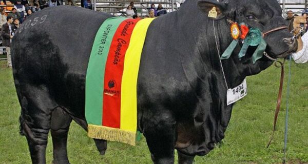 Bovinos da raça brangus se destacam pela qualidade da carne