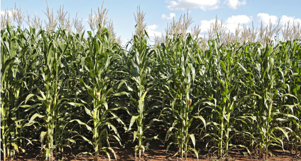 Em MS, produtores devem colher 4,4 mi de toneladas de milho safrinha