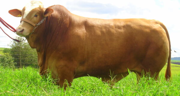 Raça Simbrasil reúne produtividade leiteira e carne de qualidade
