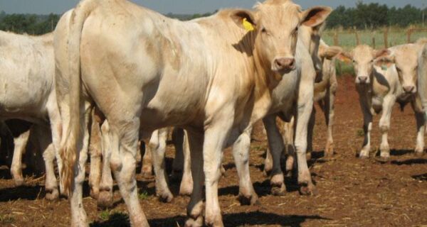 Canchim é união da rusticidade do zebu com rendimento de carne do gado europeu