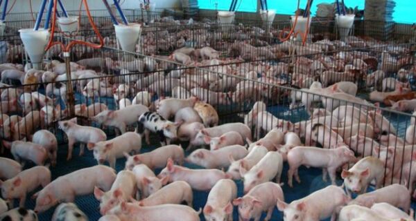 Suinocultores de SC enfrentam uma das piores crises da atividade no país