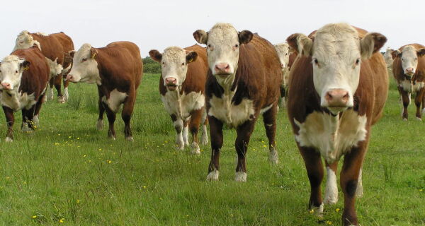 Equilíbrio e qualidade da carne destacam animais da raça hereford