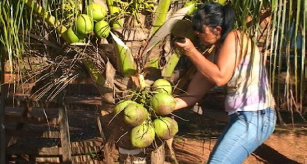Produtora rural vê oportunidade de ganho vendendo coco