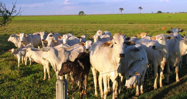  80% do gado de corte do Brasil é Nelore