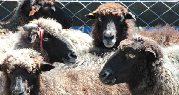 Embrapa lança 1º Sumário de Avaliação Genética de ovinos Morada Nova