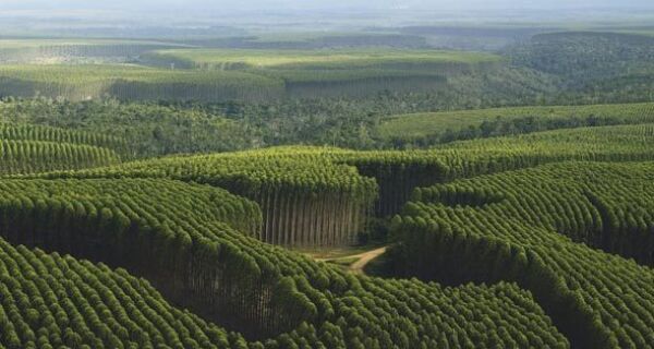 Entenda porque os ambientalistas brasileiros erram ao perseguir a agricultura