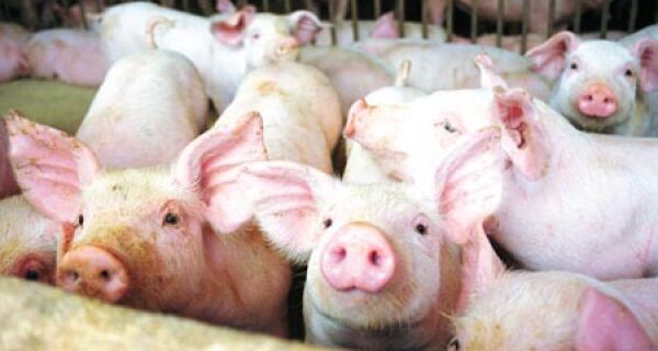 Embarque de carne suína do país cresce; Rússia lidera em julho