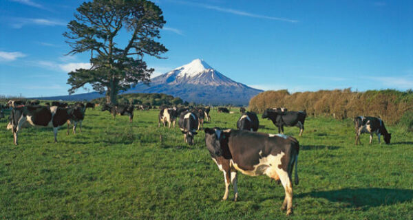 Pecuaristas da Nova Zelândia se unem para produzir melhor leite do mundo