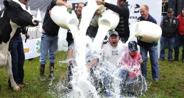 Com 77 litros de leite em um dia, vaca holandesa de Farroupilha (RS) vence o concurso leiteiro 