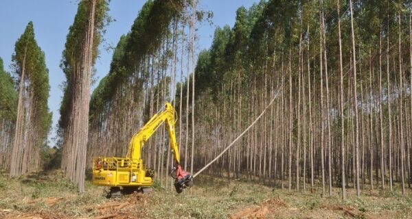 Eldorado Brasil inicia corte de eucaliptos no Rancho Caimã
