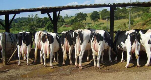 Garantir conforto ao animal para estimular produtividade desafia pecuaristas de leite dos Estados Un