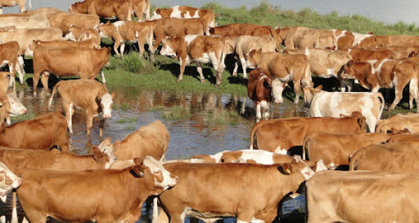 Carne de simental deve ter selo de qualidade até o final de 2012