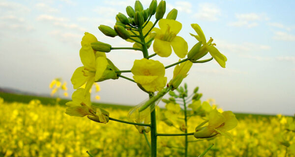 Fazenda altera valor real pesquisado da canola, soja, sorgo em grão e trigo