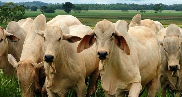 BOI: Indústrias conseguem alongar as escalas de abate