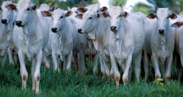 EUA: Texas tem nova lei de rastreabilidade bovina