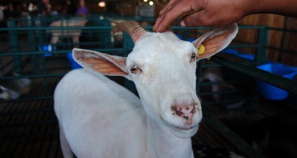 Aptidão leiteira é principal característica da cabra da raça saanen