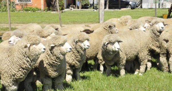 Raça de ovinos corriedale representa 60% do rebanho do Rio Grande do Sul