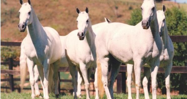 Museu Nacional do Cavalo Mangalarga Marchador é inaugurado no sul de MG