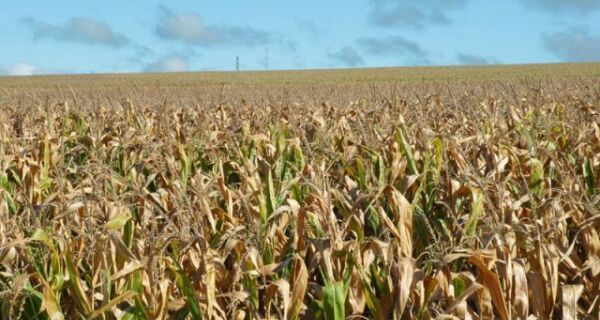 Seguro agrícola garante renda dos produtores após seca nos EUA
