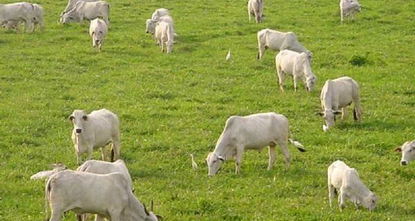 Atividade de cria bovina sofre com baixa qualidade genética do rebanho e falta de renda